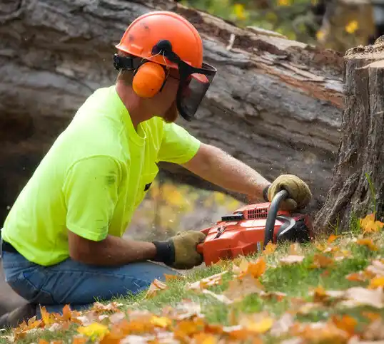 tree services Leigh